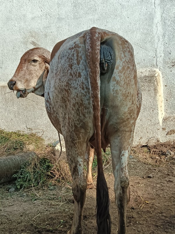 ગાય છે