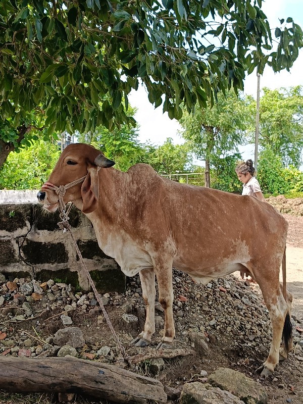 હોડકી વેચવાની છ...