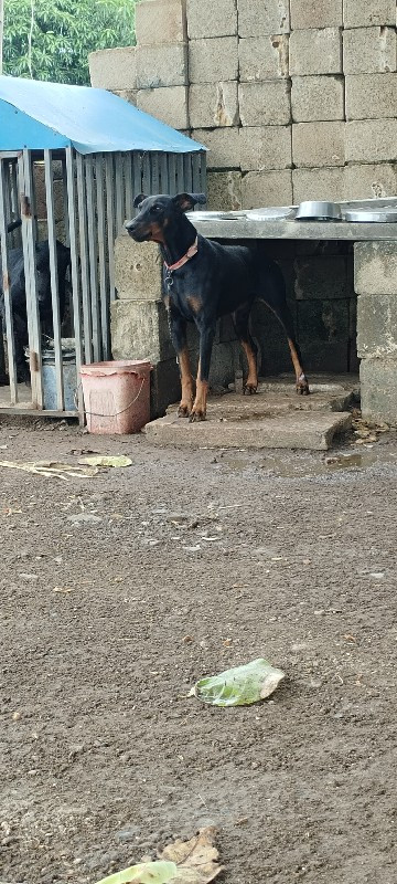 doberman kutri