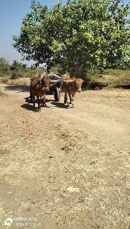 બળદ વેચવાના છે