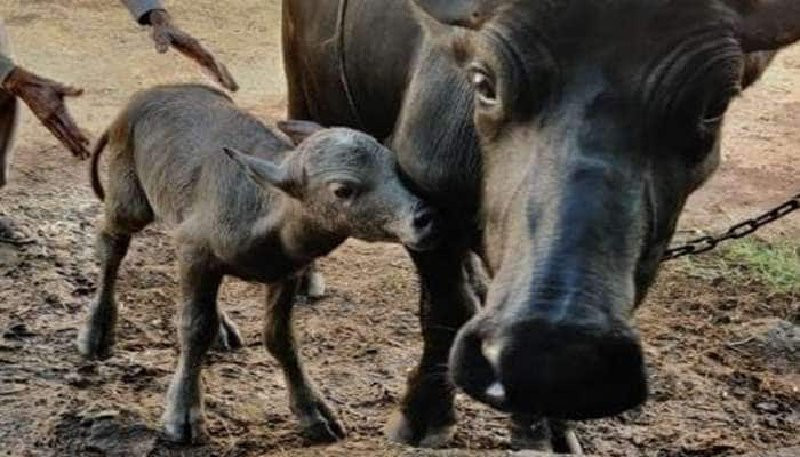 પાડો દેવા નો છે