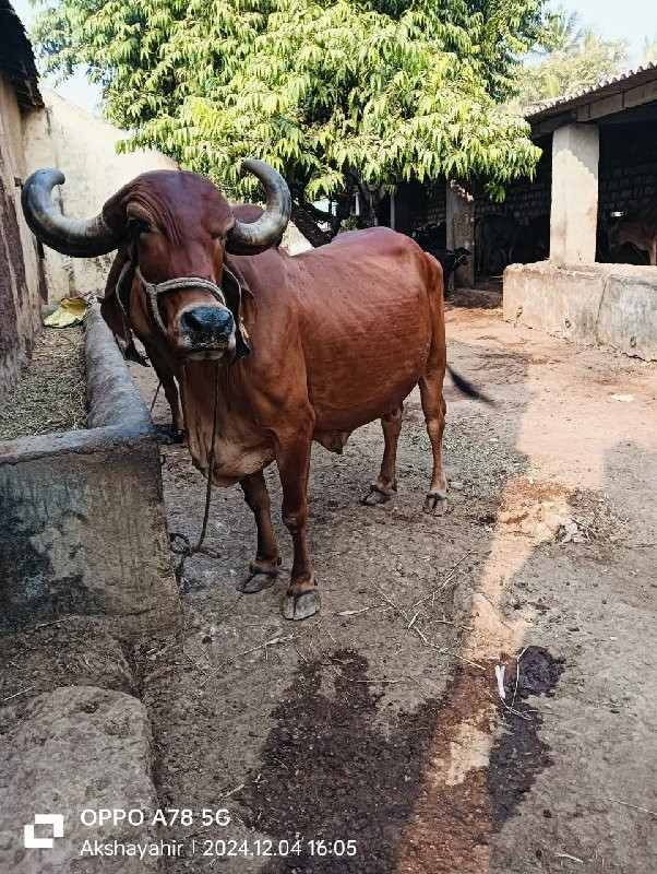 ગાય