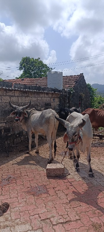 ગોઢલા વેચવાનાછે