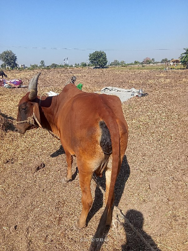 ગાય વેચવાની છે