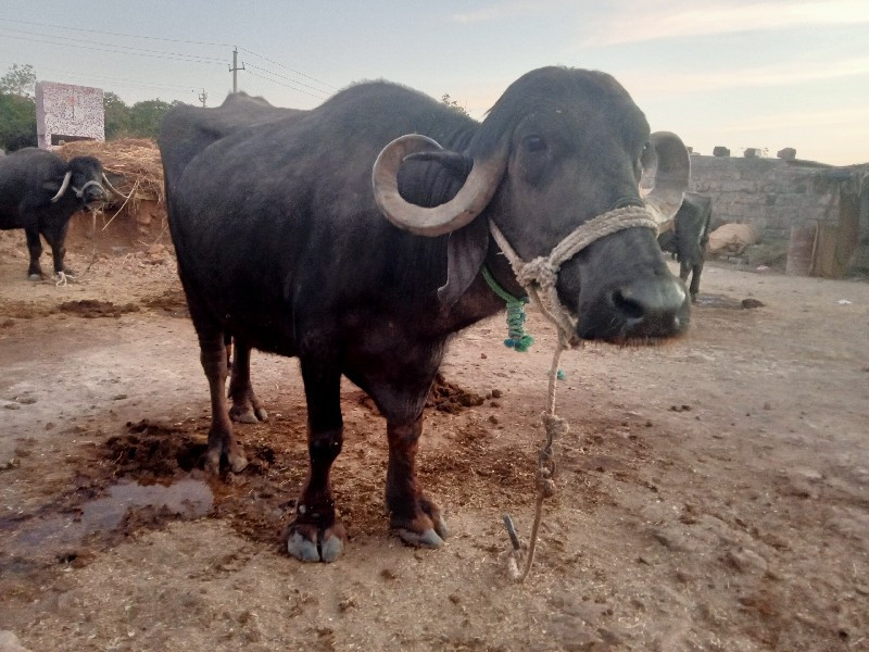 ભેંશ.વેચવાની..છ...