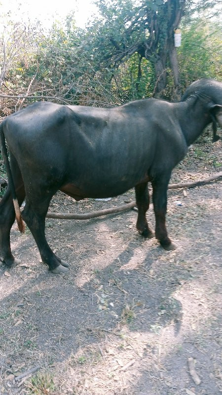 પાડો વેચવાનો છે