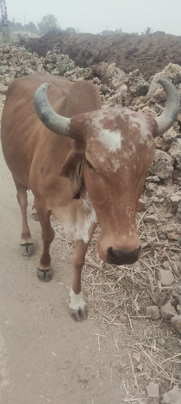 ગાય વેચવાની છે