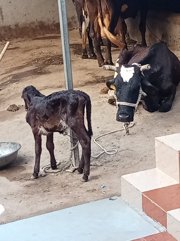 જર્સી ગાય વેચવા...