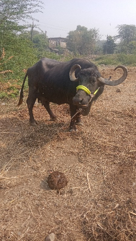 દસ દિવસની કાશી...