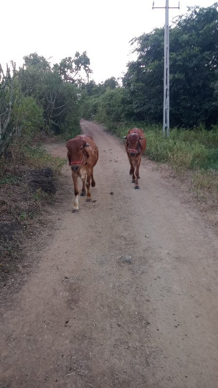 ગોઢલા વેચવાના છ...