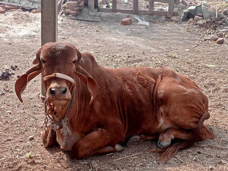 સોન કપિલા જેવી...