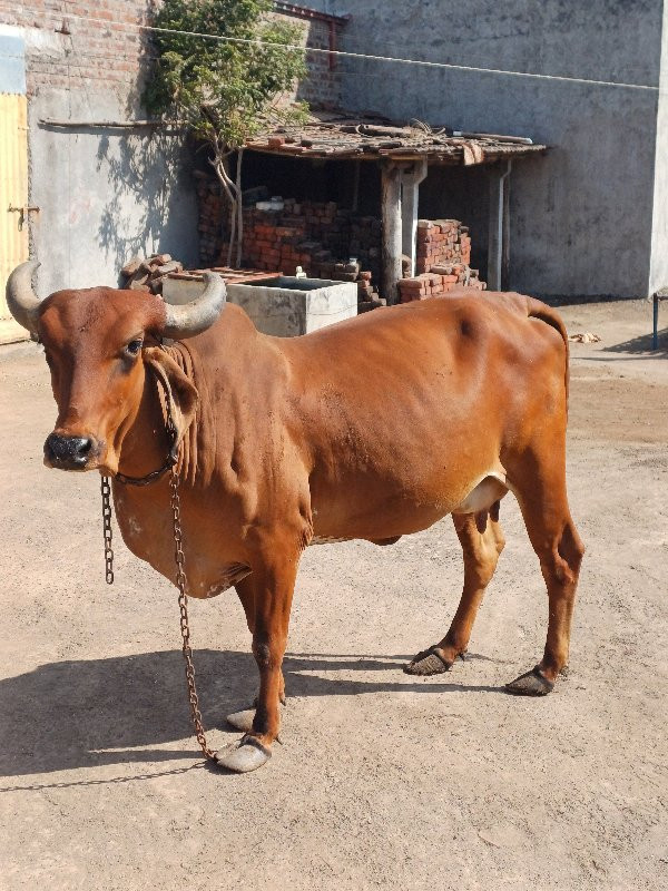 ગાય