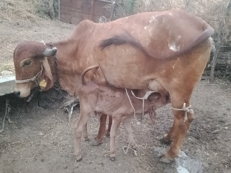 ગીર.પેલુવેતર.દો...