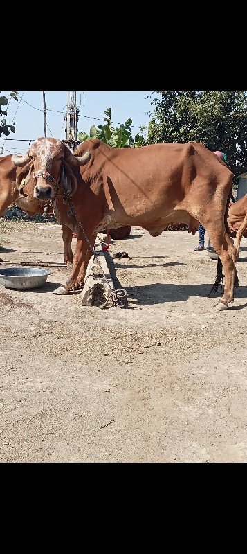 2 ગીર ગાય વેચવા...