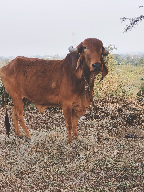 સુરેશભાઈ