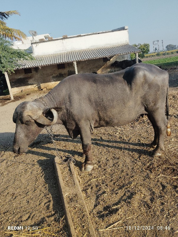 ત્રણ ભેંસ વેચવા...