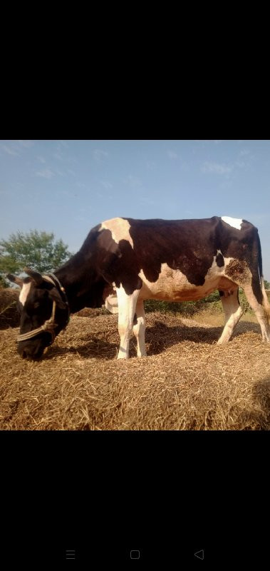 જર્સી ગાય વેચવા...