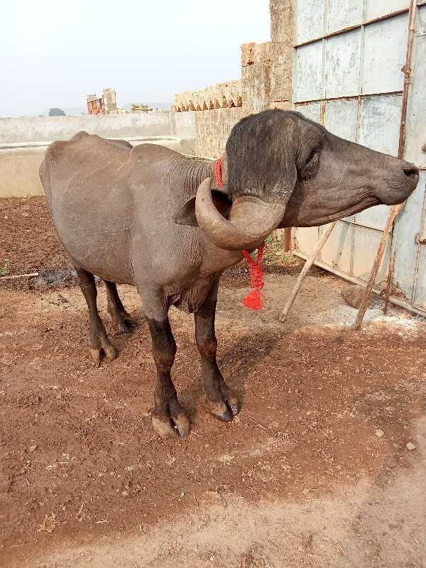 પાડો વેચવાનો છે