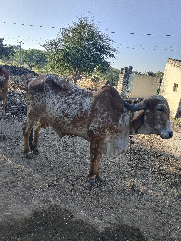 ગીર ગાય દેવાની...