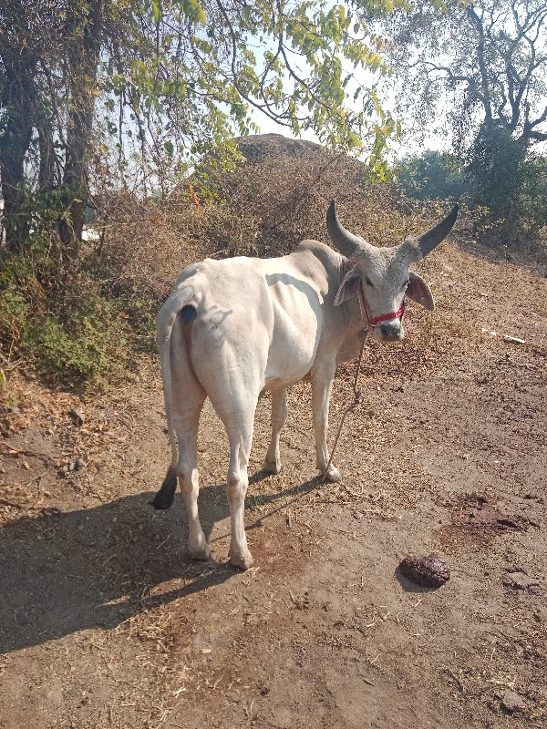 ઘો ધ લો વેચવા ન...