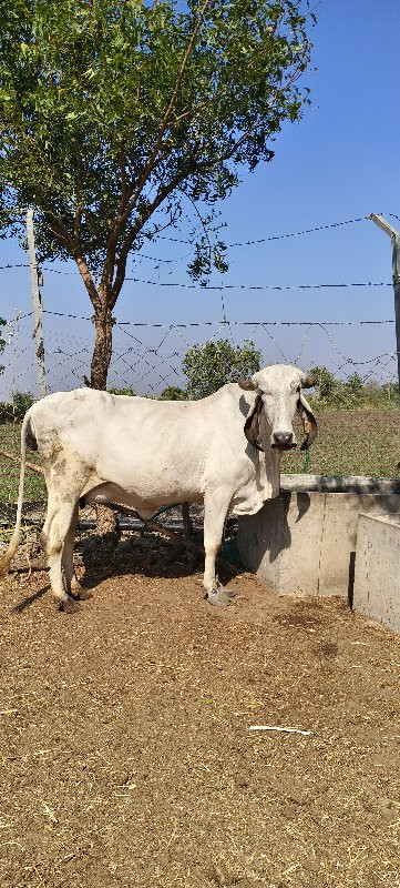 ગીર ગાય વેચવાની...