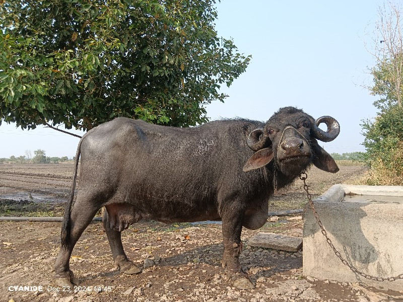 ભેંસ ‌વેચવાની...