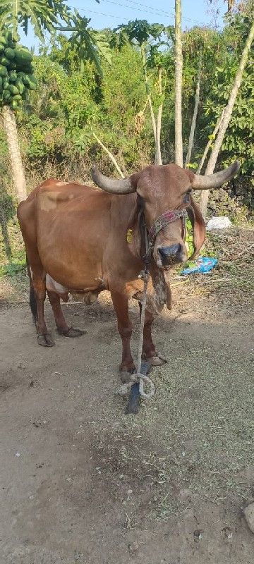 ગાય વેચવાની છે