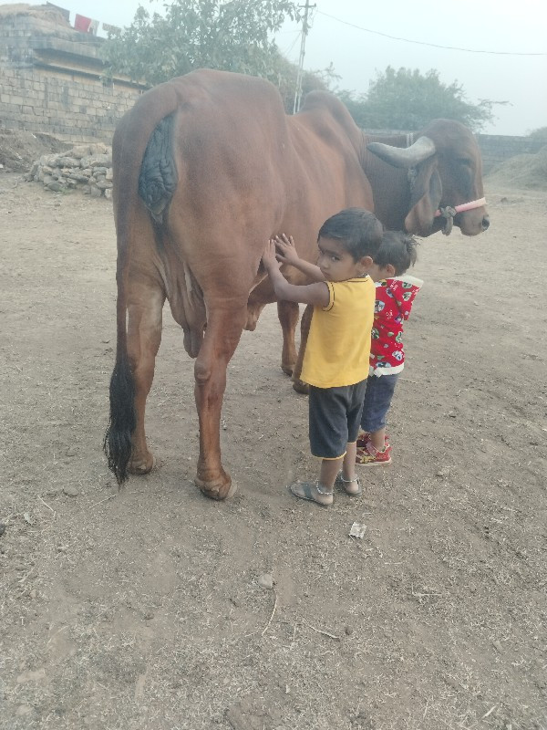 ગીર ગાય વેચવાની...