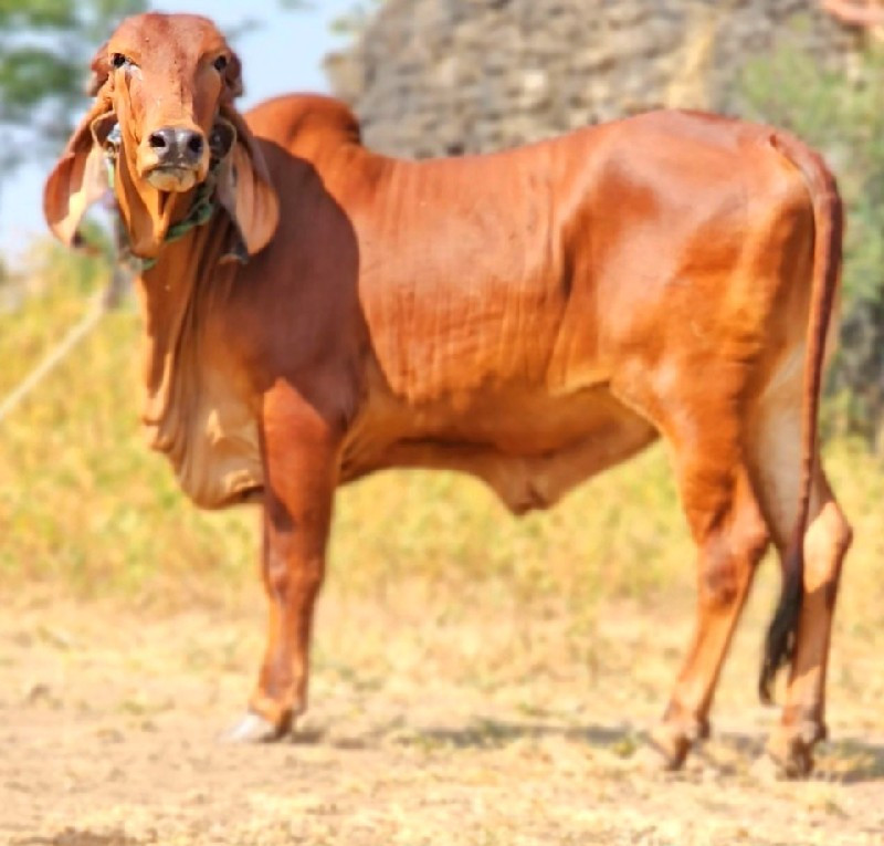 ગીર ગાય વેસવા ન...