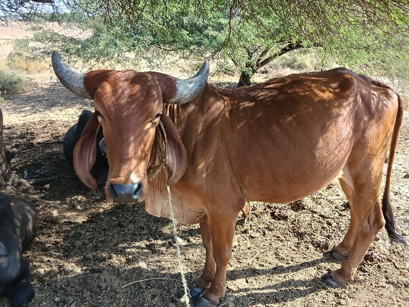 ત્રણ દેસી વાસદિ...