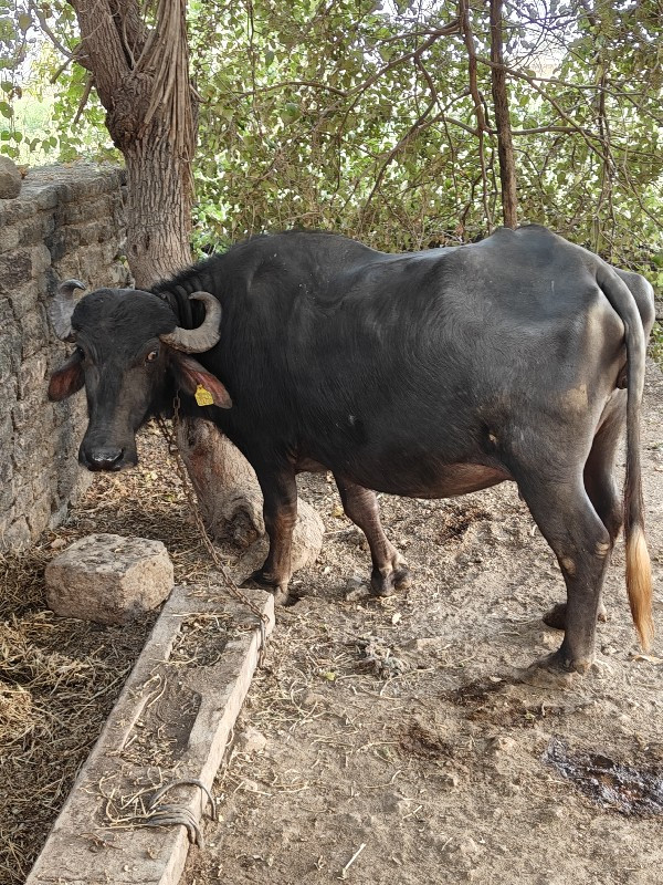 ભેંસ વેચવાની વા...