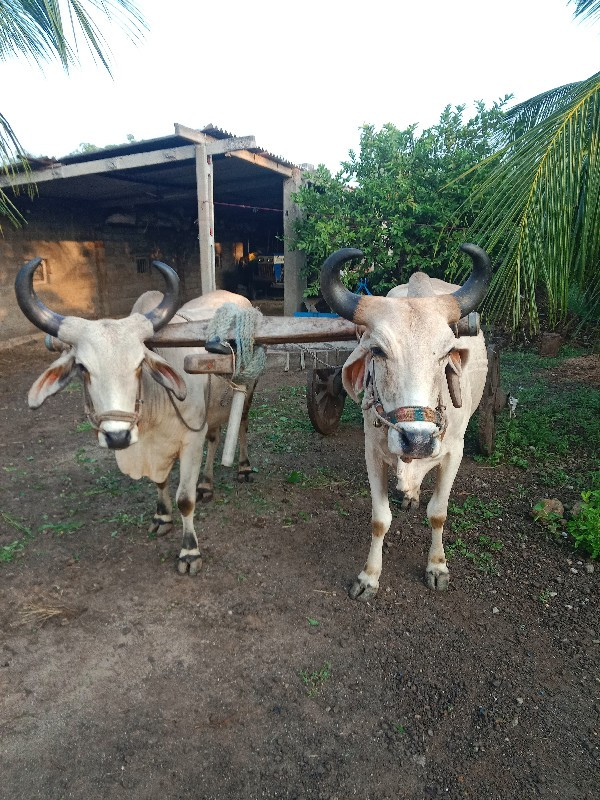 ગોધલા વેચવાના છ...