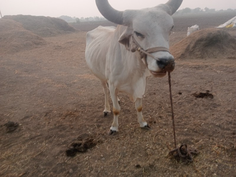 ગોઢલા