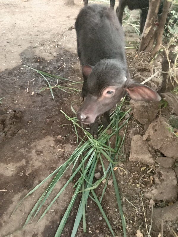 ભેંસ વેચવાની છે