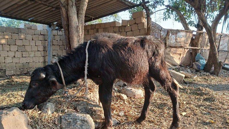 पाड़ा ના સાટામા...