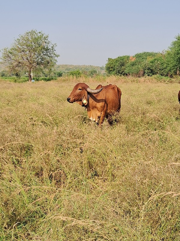 3મા દીકરી આપવાન...