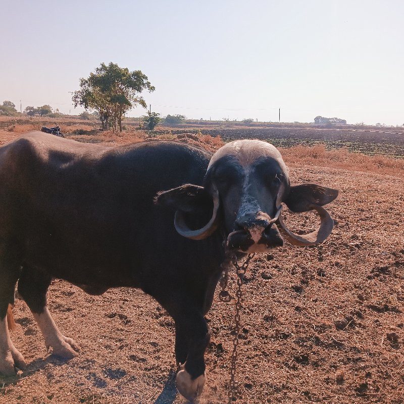 ભેંસ વેચવાની છે...