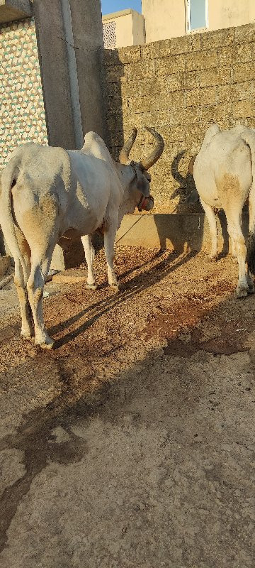 bardhu vesvana...