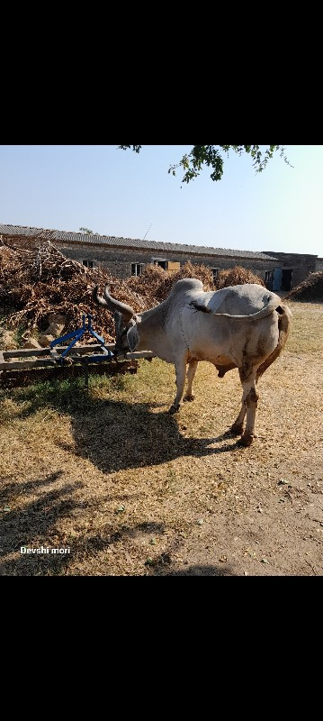 બળદ