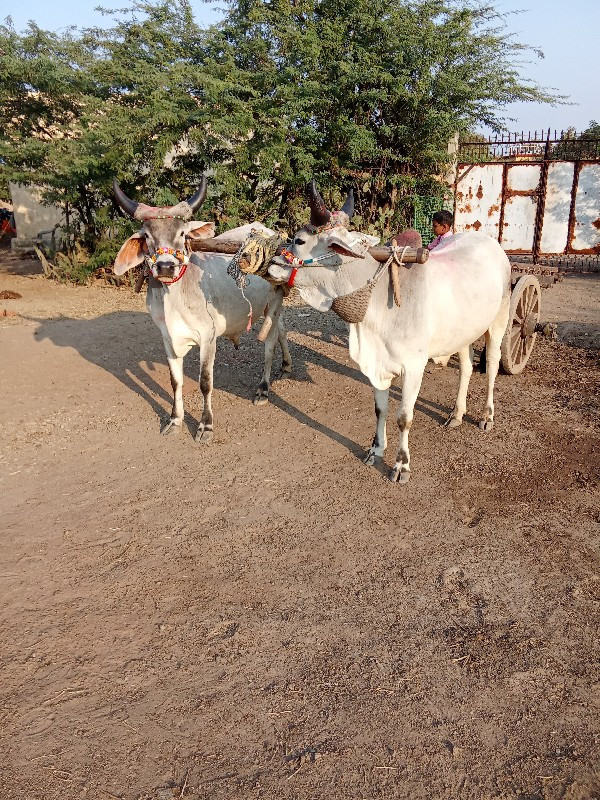 gothda વેચવાના