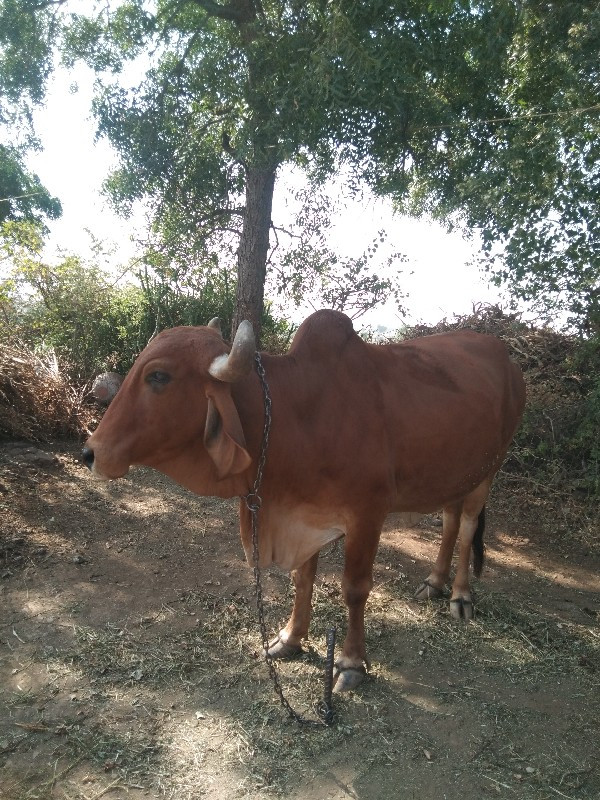 ગાય વેચવાની છે