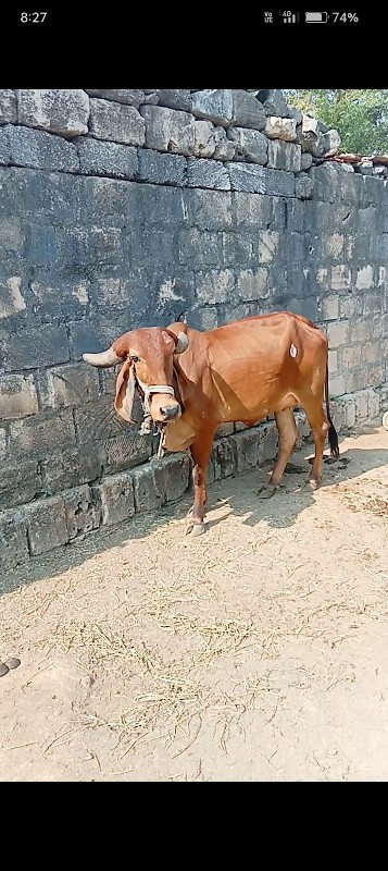 ગાય વેચવાની છે