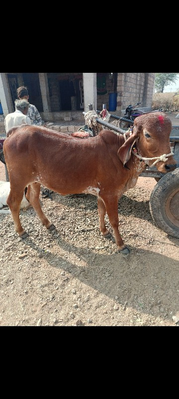 ગાય..વાસડી.......