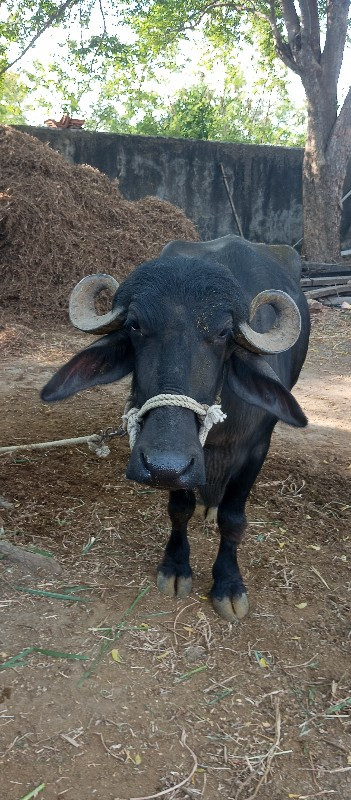 ખડેલુ વેચવાનુછે