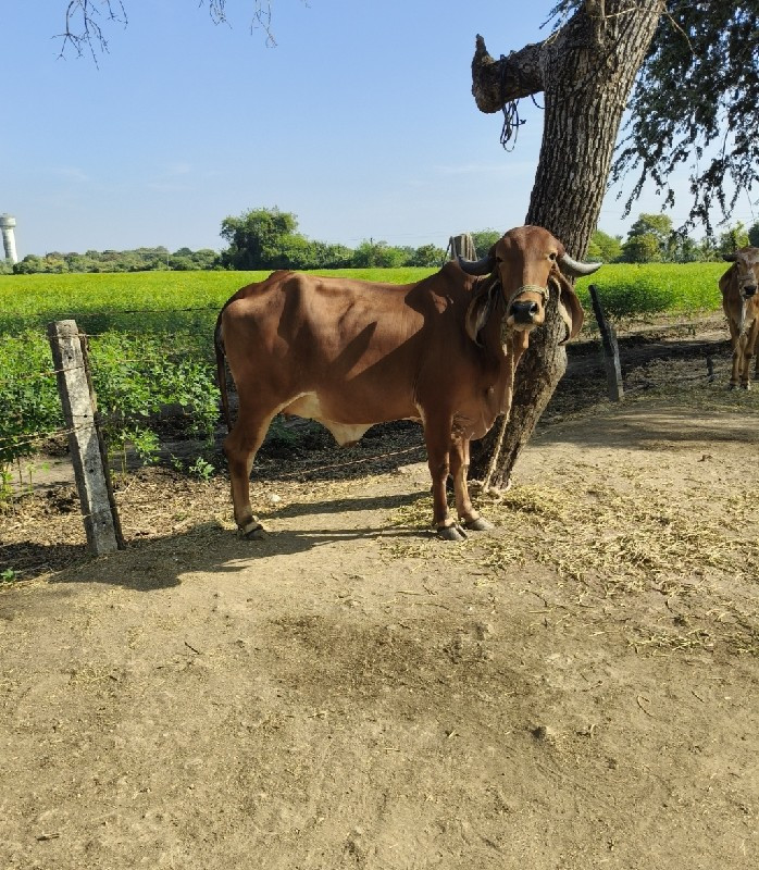 ગિર ગાય વેસવાની...