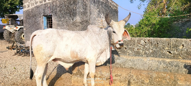 ગોઢલા વેશાવાના...