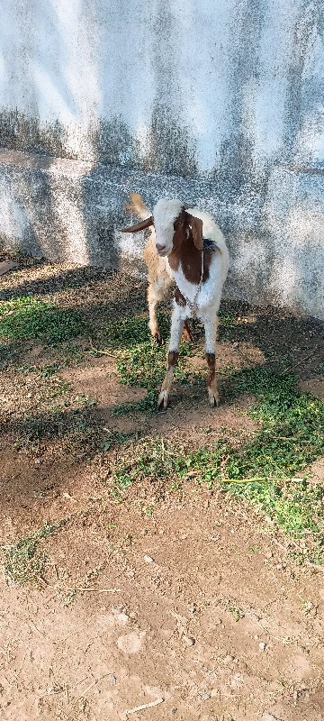 2 bakra vechva...