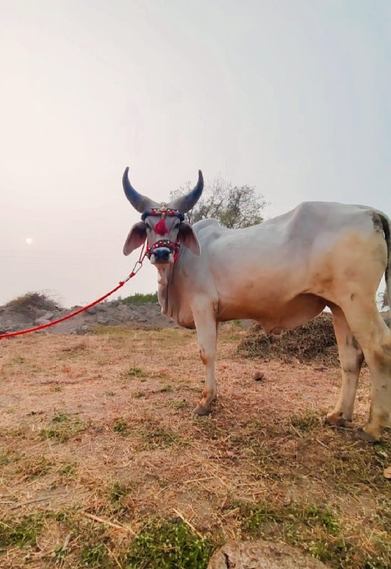 ગોધાલો વેચાનો છ...