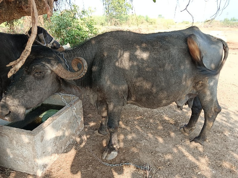 ભેંસ વેચવાની છે