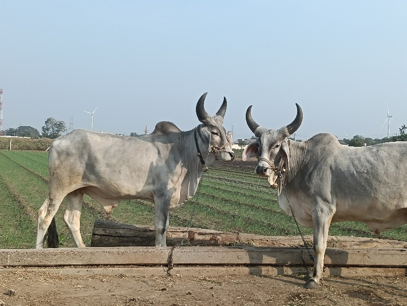 બળદ વેચવાના છે